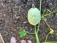 IMG_2223.jpeg