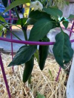 IMG_2221.jpeg