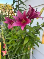 IMG_2218.jpeg