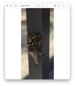 yellow_jacket.png yellow_jacket.png