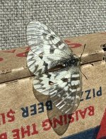 IMG_1946.jpeg