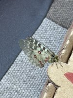 IMG_1942.jpeg