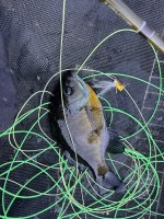 IMG_8055.jpeg