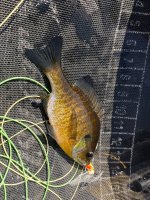 IMG_8054.jpeg