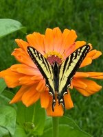 IMG_4248.jpeg