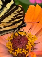 IMG_4251.jpeg