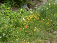 A05MixedWildflowersP6230246.png