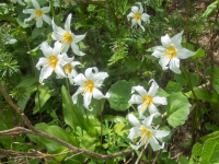 A07AvalancheLilies6230123.png