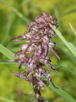 A09ElephantsHeadPedicularis6230146.png