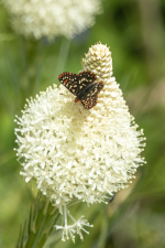 D05EdithsCheckerspotOnBeargrass2C2A3074.png