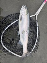 MA9 Resident Coho.jpg MA9 Resident Coho.jpg