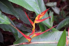C01A3475BirdOfParadiseBanLung.jpg C01A3475BirdOfParadiseBanLung.jpg