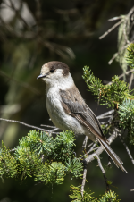 C04CanadaJay2C2A2903.png