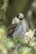 C05CanadaJay2C2A2907.png C05CanadaJay2C2A2907.png
