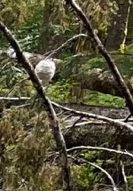IMG_7085.jpeg