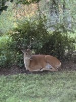 IMG_4481.jpeg IMG_4481.jpeg