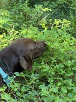 IMG_4266.jpeg