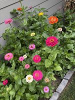 IMG_4274.jpeg