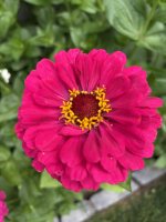 IMG_4275.jpeg