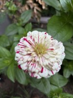 IMG_4277.jpeg
