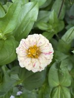 IMG_4278.jpeg