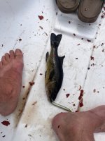 IMG_8113.jpeg