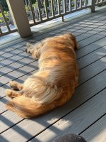 IMG_0334.jpeg