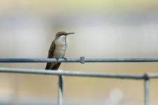 0047-BY-wilds-070926.jpg
