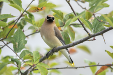 A01CedarWaxwing2C2A3258.png