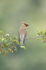 A02CedarWaxwing2C2A3281.png