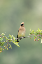 A03CedarWaxwing2C2A3285.png
