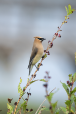 A04CedarWaxwing2C2A3266.png