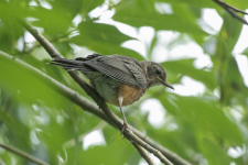 B05AmericanRobin2C2A3181.png