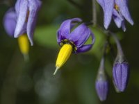 C08BittersweetNightshadeFlowers8070014.jpg