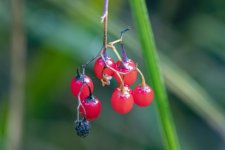 C09BitterNightshadeFruit5940.jpg