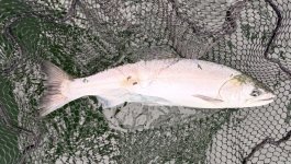 IMG_3479.jpeg