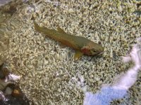 IMG_7170.jpeg