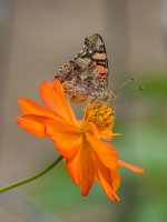 0031-BY-wilds-070626.jpg