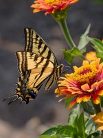 0072-BY-Wilds-072626.jpg