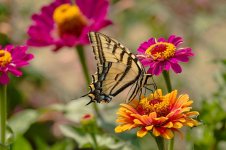 0081-BY-Wilds-072626.jpg