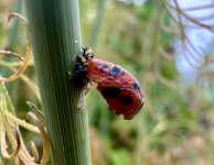 IMG_8395.jpeg
