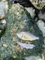 IMG_3775.jpeg