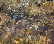 IMG_7856.jpeg