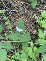 IMG_6172.jpeg