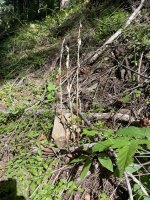 IMG_6171.jpeg
