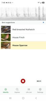 Screenshot_20260801_074955_Merlin Bird ID.jpg