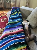 IMG_7255.jpeg