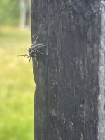 IMG_0234.jpeg