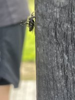 IMG_0233.jpeg