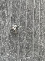 IMG_0232.jpeg